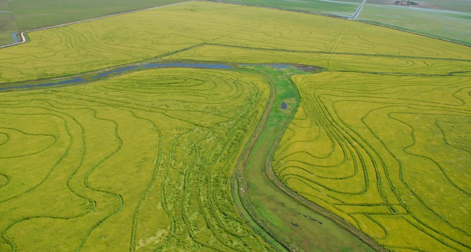 Histórico: el arroz santafesino llega a Jordania